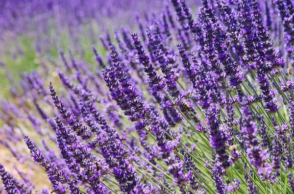 Lavendel - lavanda 90 — Fotografia de Stock