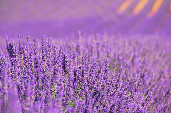 Lavendelfeld - лавандовое поле 13 — стоковое фото