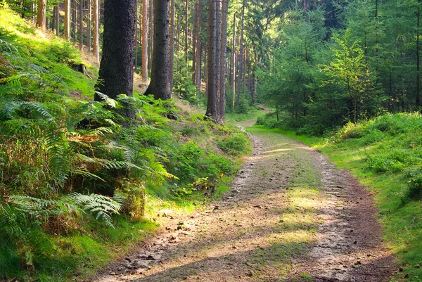 Nasser Grund Weg - wet ground way 05 — Stock Photo, Image