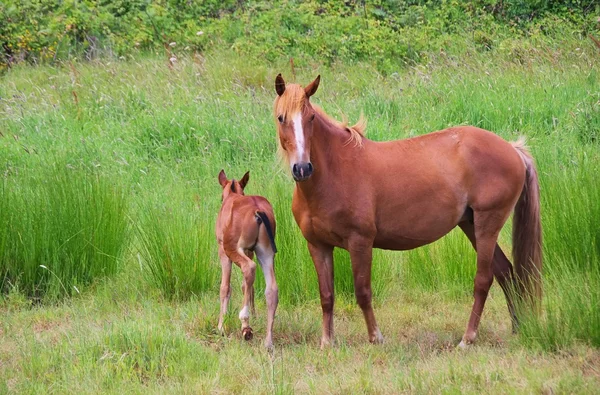 Pferd - paard 19 — Stockfoto