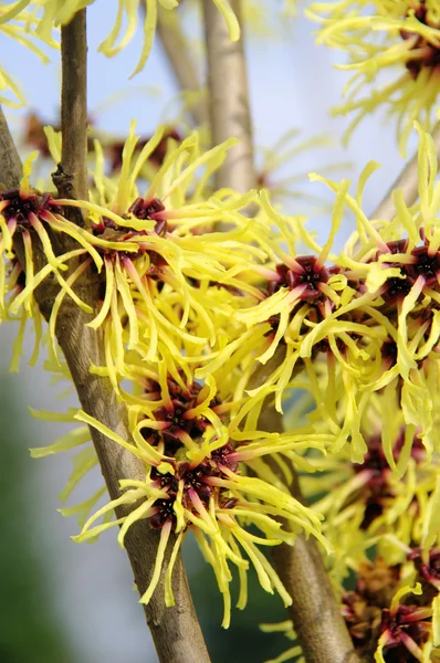 Hamamelis 27 Royalty Free Stock Photos