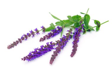 Sage flower 05 izole