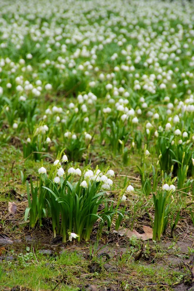 Wild daffodil 34 — Stock Photo, Image