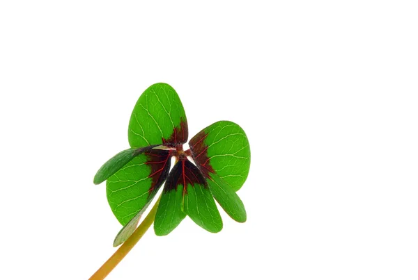 Four leafed clover 22 — Stock Photo, Image