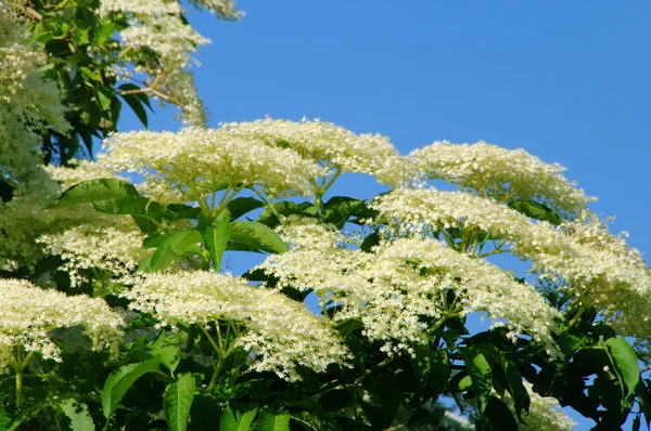 Holunderblüte 19 — Stockfoto