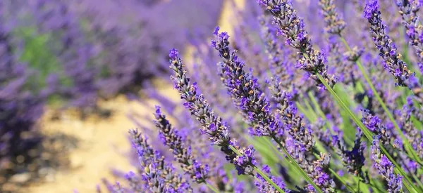 Lavanda 142 — Fotografia de Stock