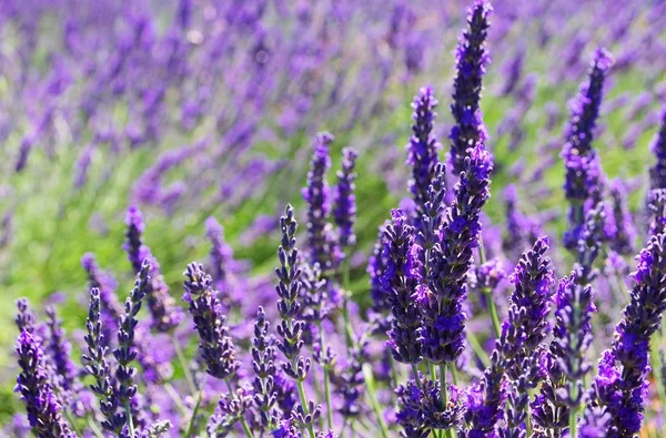 Lavendel veld 52 — Stockfoto