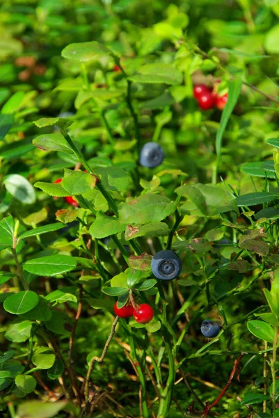 Blueberry plant 08 — Stock Photo, Image