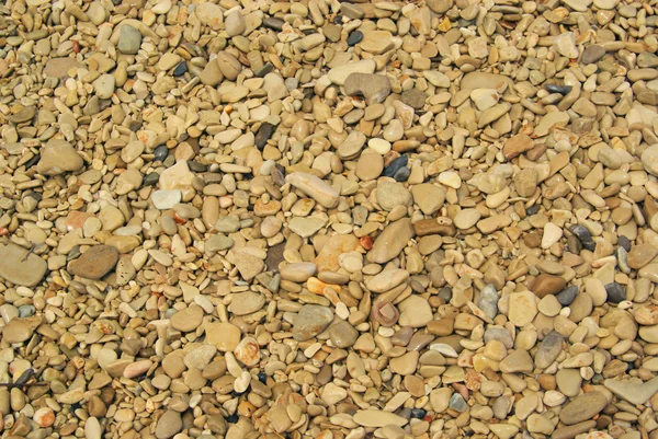 Pebble on the beach 49 — Stock Photo, Image