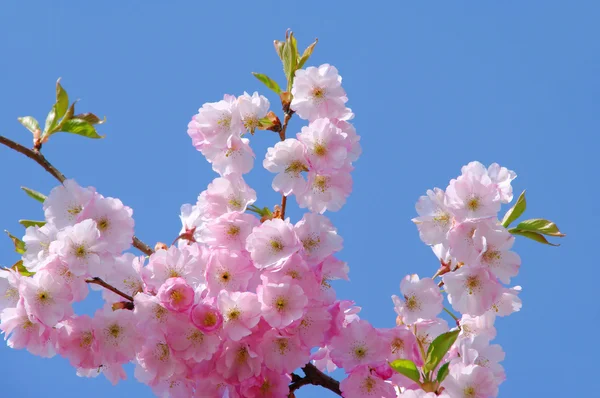 桜 10 — ストック写真