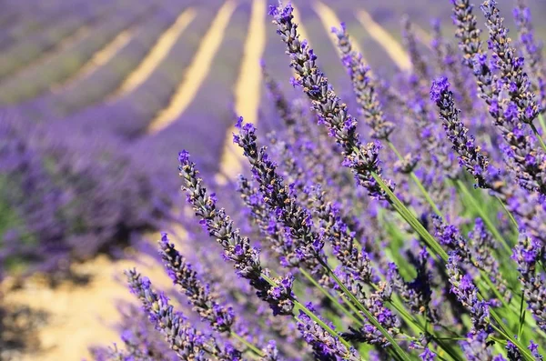 Lavanda 143 — Fotografia de Stock