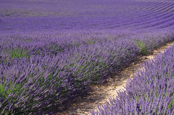 Campo de lavanda 76 — Fotografia de Stock