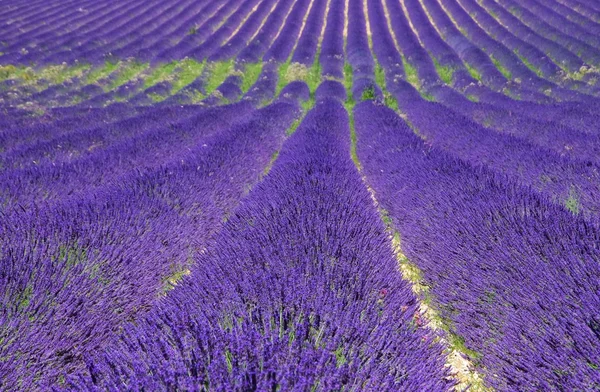 Lavendelfeld - Levandulová pole 82 — Stock fotografie