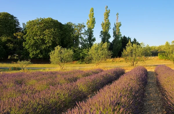 Lavender field 95 — Stock Photo, Image