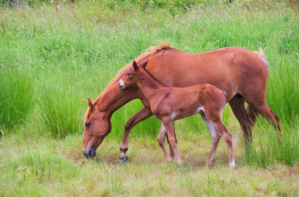 Paard 18 — Stockfoto