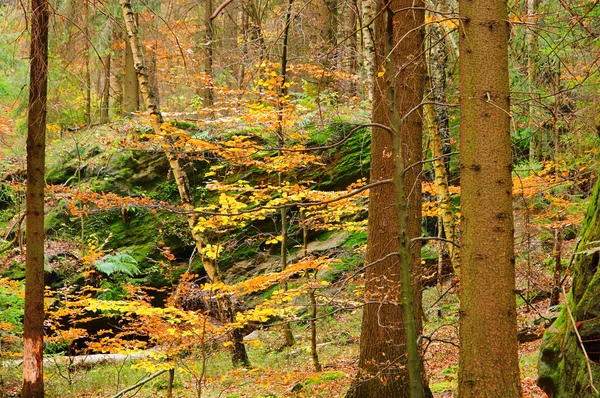 Sandstone rock in forest 06 — Stock Photo, Image