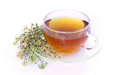 çay civanperçemi 03