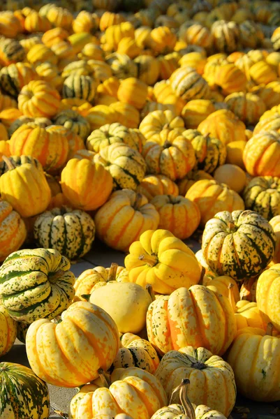 Ornamental pumkin 14 — Stock Photo, Image