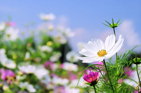 Cosmea — Stockfoto