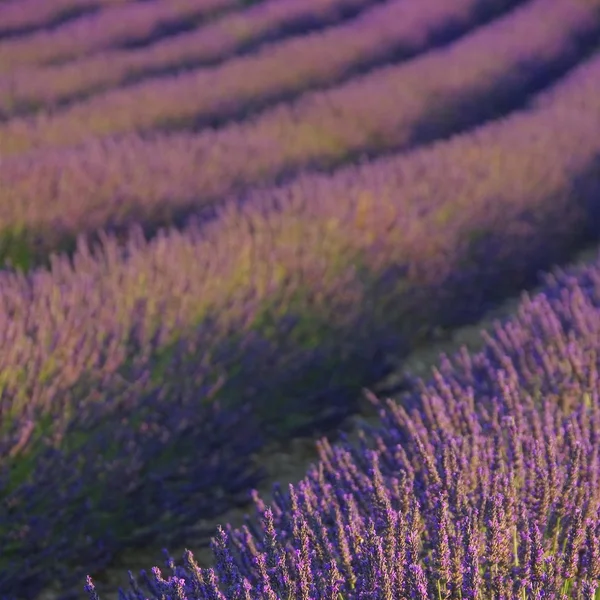 Lavender field — Stock Photo, Image