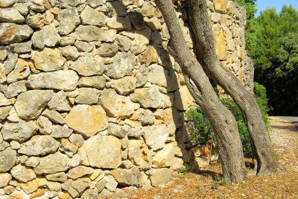 Olivenbaum an der Wand — Stockfoto