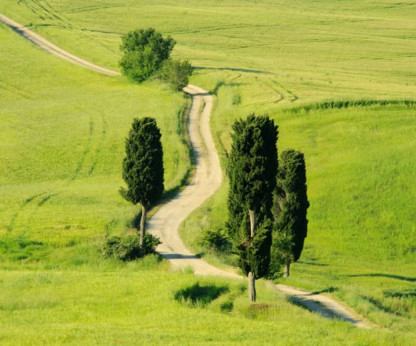 Hügel der Toskana — Stockfoto