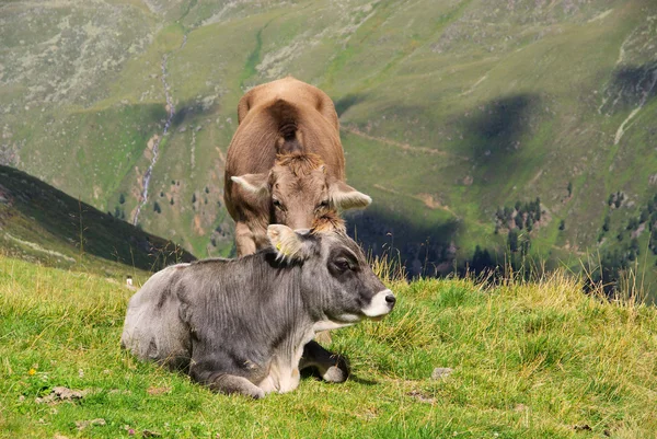 Almkuh — Stockfoto