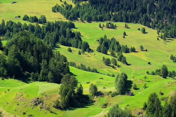 Alpy pastwiska — Zdjęcie stockowe