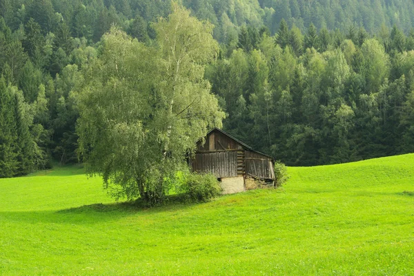 Alperna betesmark — Stockfoto