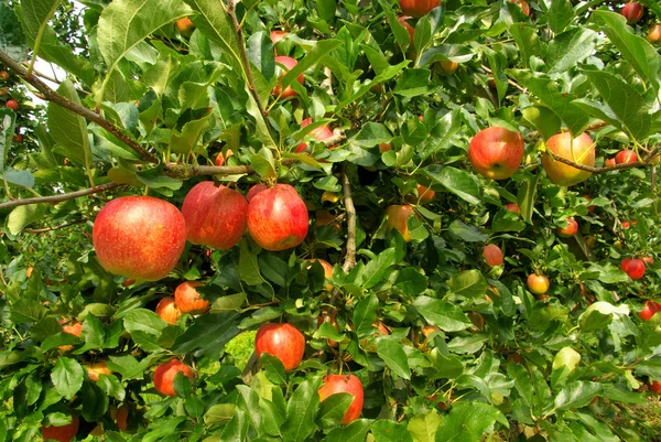 Apple op boom — Stockfoto