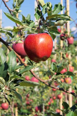 elma ağacı üzerinde