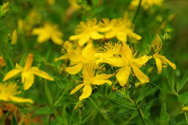St Johns wort
