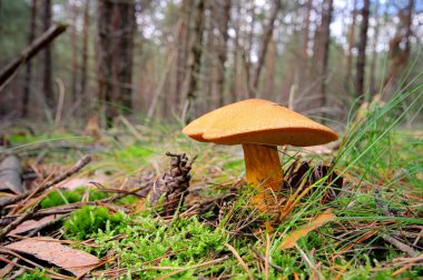 Gyroporus cyanescens