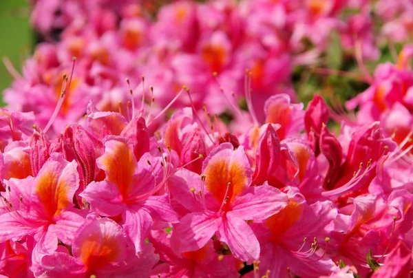 Azalea — Stock Photo, Image