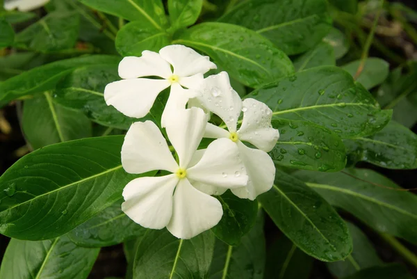 Catharanthus — Stock Photo, Image