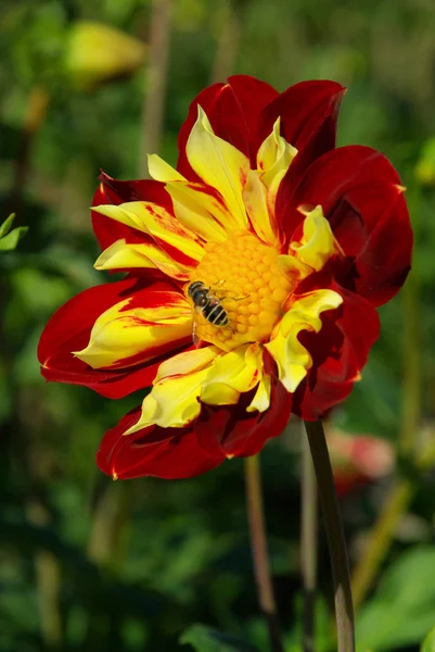 Dahlia — Stockfoto