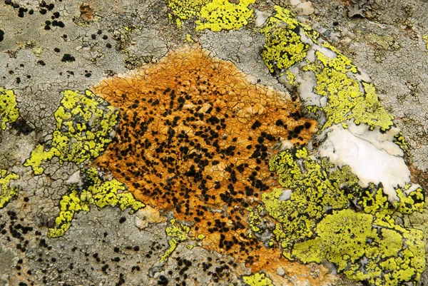 Lichen — Stock Photo, Image