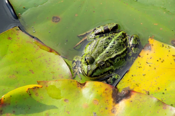 Frosken. – stockfoto