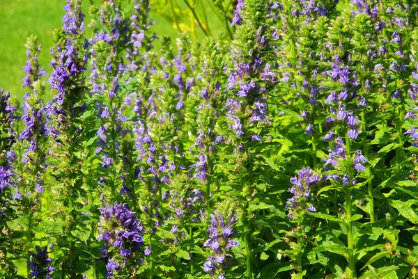 Bugle azul — Foto de Stock