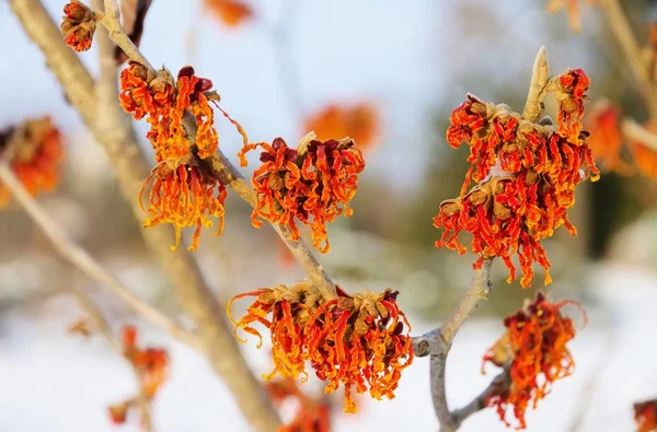 Hamamelis. — Fotografia de Stock