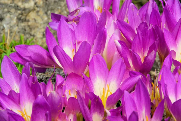 Autumn crocus — Stock Photo, Image