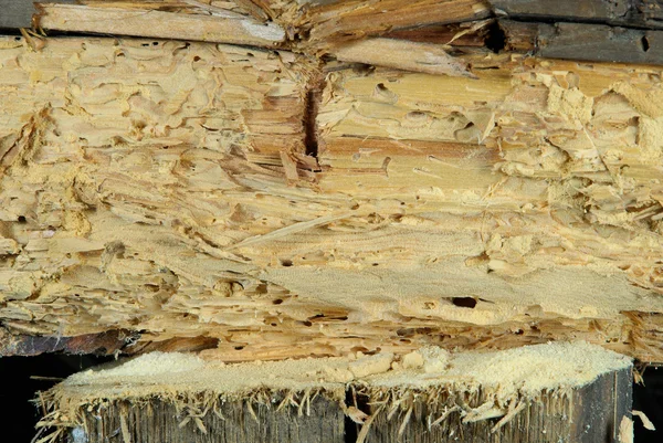 Woodworm — стокове фото