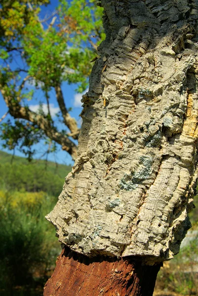 栓皮栎 — 图库照片