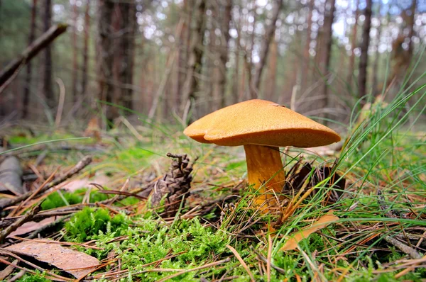 Gyroporus cyanescens — Zdjęcie stockowe