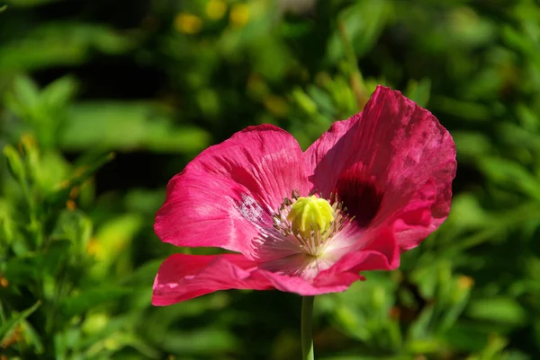 Vallmoblomma — Stockfoto