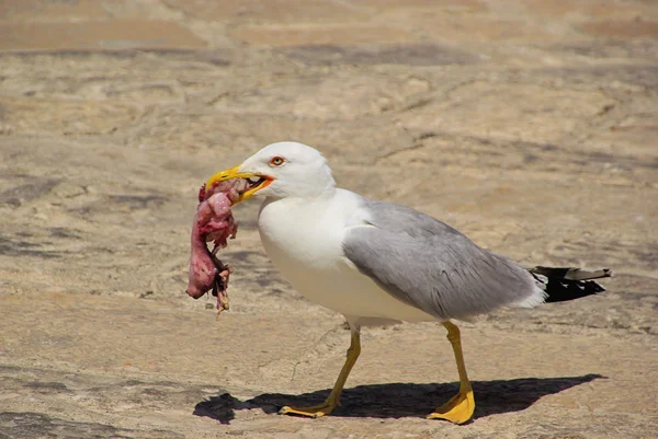 Gull with fish — Stock Photo, Image