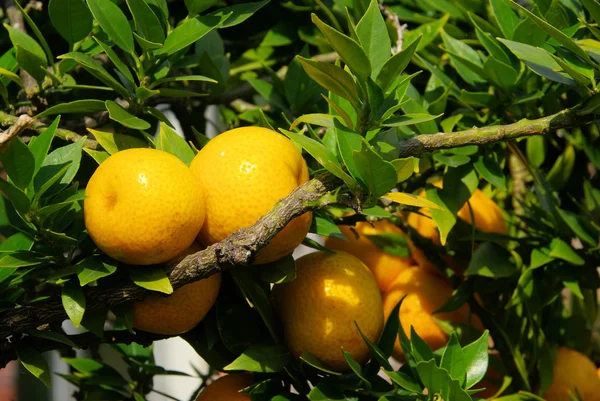 Апельсин на дереве — стоковое фото