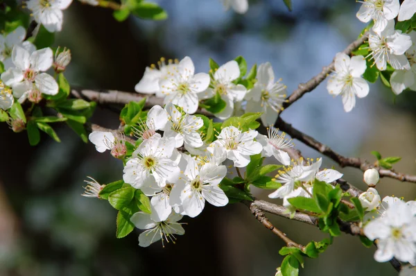 Plommonblomma — Stockfoto