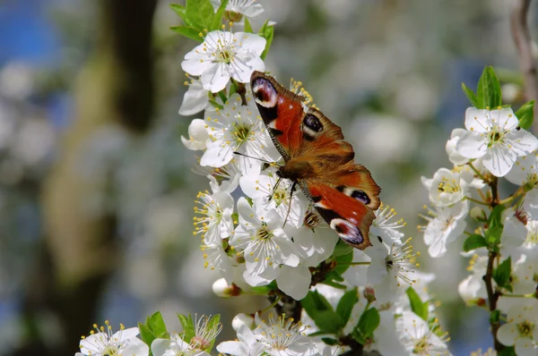 Plum blossom — Stock Photo, Image