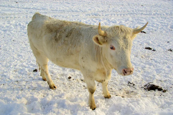 Die Kuh — Stockfoto